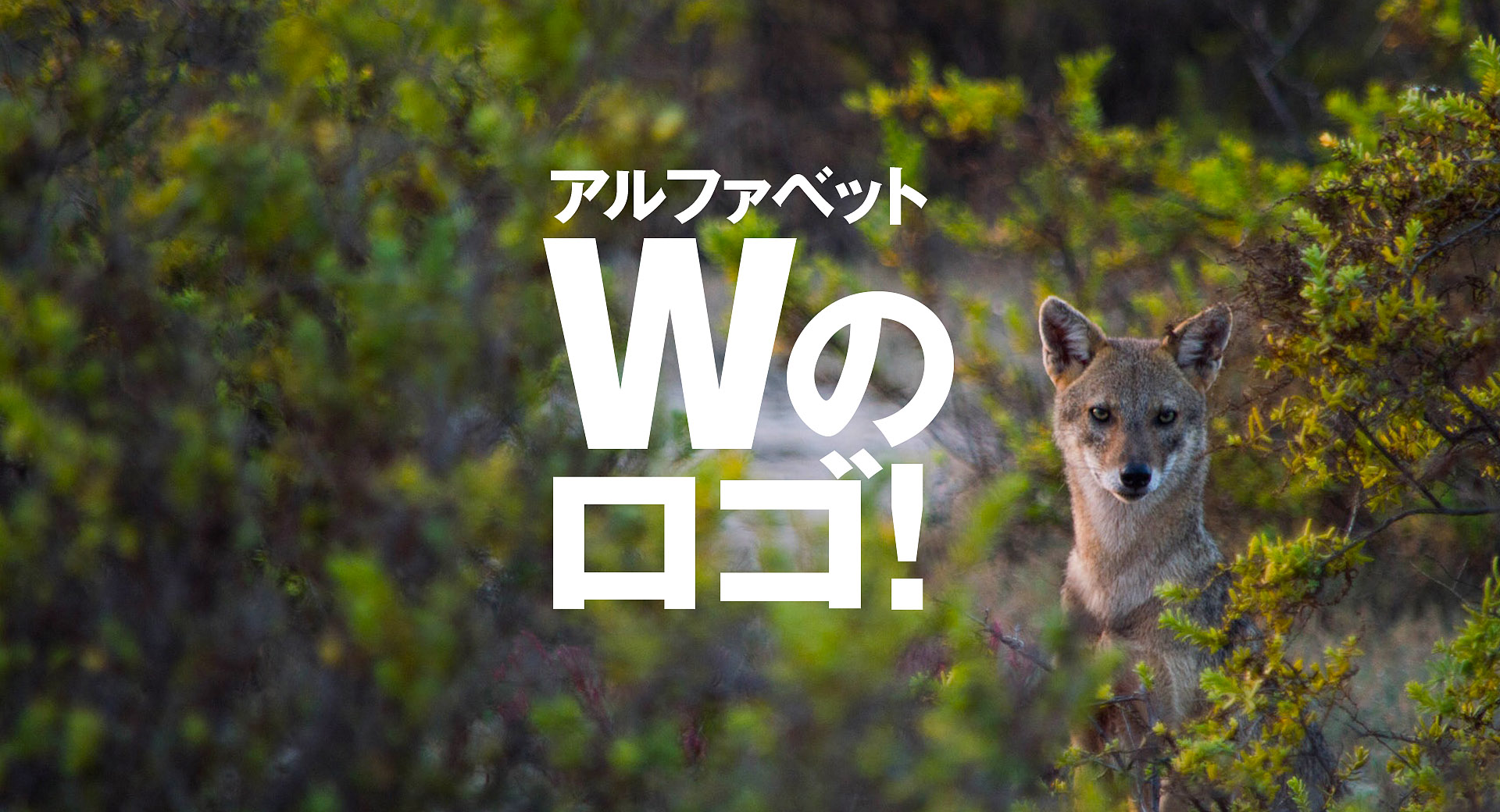 羽ばたけ Wをモチーフにしたロゴ アルファベット編 ロゴマーク 制作 作成なら ロゴだく 羽ばたけ Wをモチーフにしたロゴ アルファベット編 ロゴマーク 制作 作成なら ロゴだく